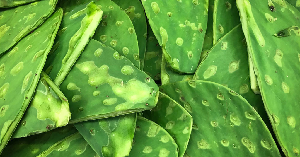 Nopales, uno de los alimentos nutritivos más antiguos de México.